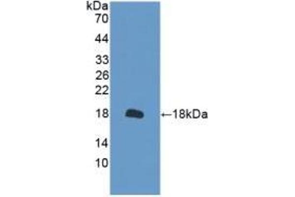 Peroxiredoxin 2 anticorps  (AA 6-164)
