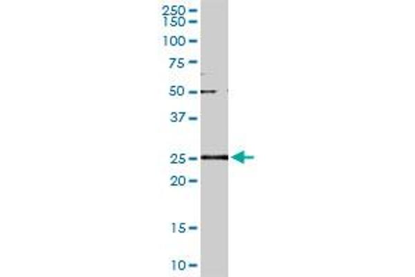 GSTa2 antibody  (AA 1-100)