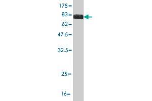 Western Blot detection against Immunogen (83. (OXSR1 antibody  (AA 1-527))