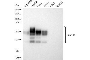 Western blotting analysis using CD147 antibody (ABIN7797739). (Recombinant CD147 antibody)