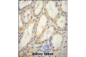 G6PC Antibody immunohistochemistry analysis in formalin fixed and paraffin embedded human kidney tissue followed by peroxidase conjugation of the secondary antibody and DAB staining.