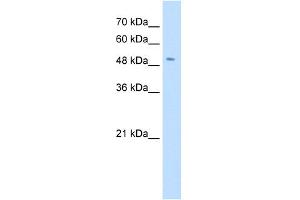 WB Suggested Anti-SLC18A2 Antibody Titration:  0. (SLC18A2 antibody  (N-Term))