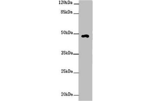 HS6ST1 antibody  (AA 3-133)