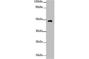 Western blot All lanes: HS6ST1 antibody at 2 μg/mL + Mouse skeletal muscle tissue Secondary Goat polyclonal to rabbit IgG at 1/10000 dilution Predicted band size: 49, 30 kDa Observed band size: 49 kDa (HS6ST1 antibody  (AA 3-133))