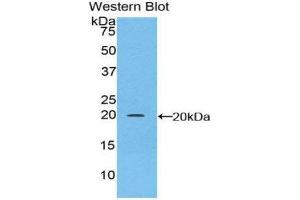 Western Blotting (WB) image for anti-CCAAT/enhancer Binding Protein (C/EBP), gamma (CEBPG) (AA 1-150) antibody (ABIN1858360)