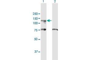 Western Blot analysis of UBA7 expression in transfected 293T cell line by UBA7 MaxPab polyclonal antibody. (UBA7 antibody  (AA 1-1012))