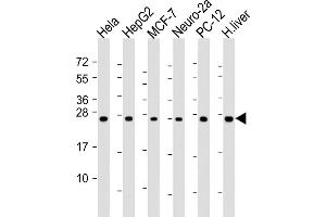 All lanes : Anti-PS Antibody (N-Term) at 1:2000 dilution Lane 1: Hela whole cell lysate Lane 2: HepG2 whole cell lysate Lane 3: MCF-7 whole cell lysate Lane 4: Neuro-2a whole cell lysate Lane 5: PC-12 whole cell lysate Lane 6: human liver lysate Lysates/proteins at 20 μg per lane. (PSMA6 antibody  (AA 32-65))