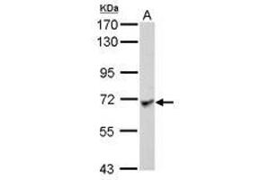 Image no. 2 for anti-Leucine Rich Repeat Containing 1 (LRRC1) (AA 265-524) antibody (ABIN1499196) (LRRC1 antibody  (AA 265-524))