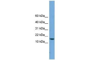 Western Blotting (WB) image for anti-P Antigen Family, Member 4 (Prostate Associated) (PAGE4) (Middle Region) antibody (ABIN2775358)