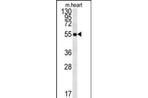 FB Antibody (Center) (ABIN651921 and ABIN2840456) western blot analysis in mouse heart tissue lysates (15 μg/lane). (FAM105B antibody  (AA 99-128))