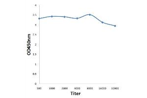 ELISA image for anti-Cell Division Cycle 25 Homolog B (S. Pombe) (CDC25B) (pSer353) antibody (ABIN756982)
