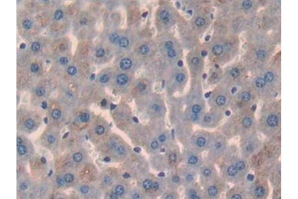 Glypican 3 antibody  (AA 344-559)