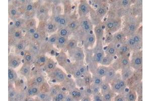 Detection of GPC3 in Mouse Liver Tissue using Polyclonal Antibody to Glypican 3 (GPC3) (Glypican 3 antibody  (AA 344-559))