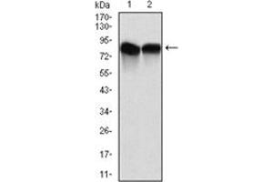 Western Blotting (WB) image for anti-Neural Precursor Cell Expressed, Developmentally Down-Regulated 8 (NEDD8) antibody (ABIN1108404)