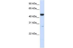 PGLS antibody used at 1 ug/ml to detect target protein. (PGLS antibody  (Middle Region))