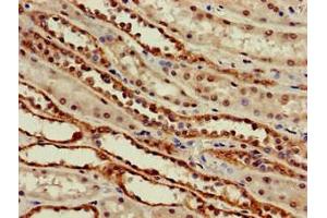 Immunohistochemistry of paraffin-embedded human kidney tissue using ABIN7169952 at dilution of 1:100 (SLC6A13 antibody  (AA 1-40))