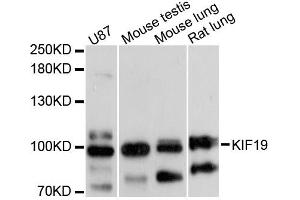 Western blot analysis of extracts of various cell lines, using KIF19 antibody (ABIN6293226) at 1:3000 dilution.