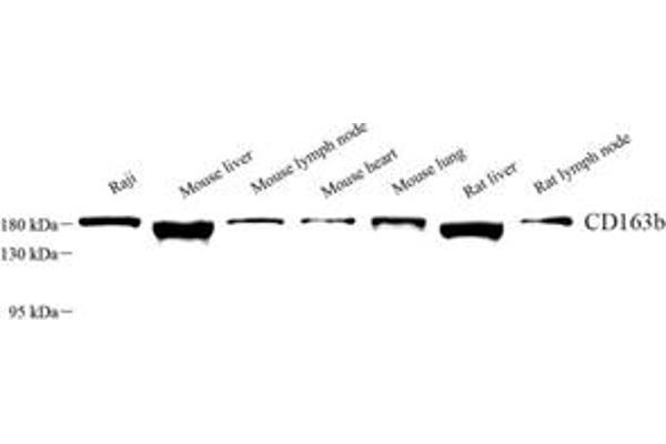 CD163L1 antibody