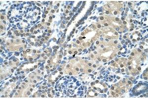 Human kidney (SBDS antibody  (C-Term))