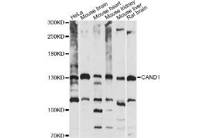 Western blot analysis of extracts of various cell lines, using CAND1 antibody (ABIN6291857) at 1:1000 dilution. (CAND1 antibody)