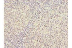 Immunohistochemistry of paraffin-embedded human tonsil tissue using ABIN7142221 at dilution of 1:100 (PSMD8 antibody  (Regulatory Subunit 8))