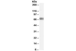 Western blot testing of HEK293 lysate with DKK3 antibody at 2ug/ml. (DKK3 antibody)