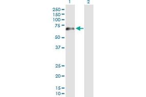 Western Blot analysis of PATZ1 expression in transfected 293T cell line by PATZ1 MaxPab polyclonal antibody.