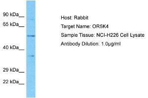 Host: Rabbit Target Name: OR5K4 Sample Type: NCI-H226 Whole Cell lysates Antibody Dilution: 1. (OR5K4 antibody  (C-Term))