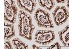 Immunoperoxidase of monoclonal antibody to KLF11 on formalin-fixed paraffin-embedded human small Intestine. (KLF11 antibody  (AA 404-512))