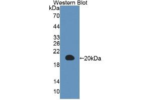 Figure. (IL-3 antibody  (AA 27-166))