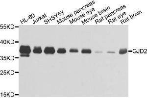 Western blot analysis of extracts of various cell lines, using GJD2 antibody (ABIN1872826) at 1:1000 dilution. (GJD2 antibody)
