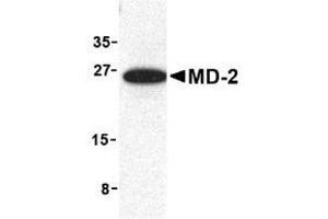 Image no. 2 for anti-Lymphocyte Antigen 96 (LY96) antibody (ABIN204170) (LY96 antibody)