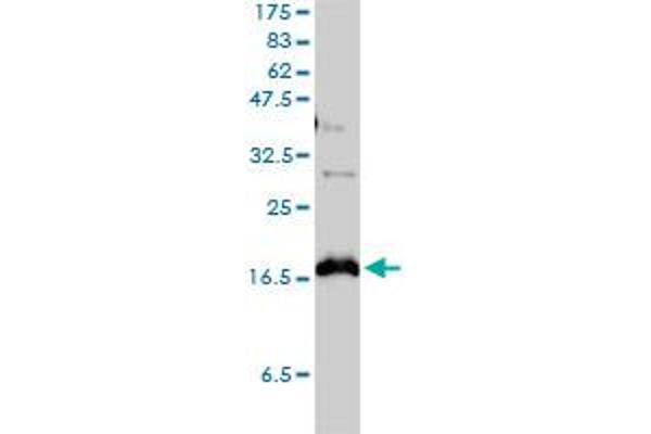 Claudin 1 antibody  (AA 1-211)