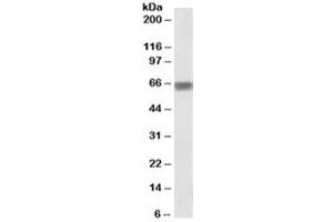 Western blot testing of MOLT4 lysate with Osteopontin antibody at 0. (Osteopontin antibody)