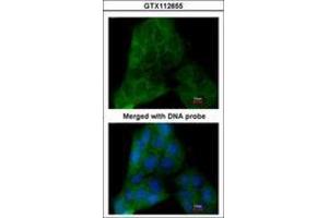 Image no. 2 for anti-Prostaglandin E Synthase 3 (Cytosolic) (PTGES3) (AA 1-130) antibody (ABIN467446) (PTGES3 antibody  (AA 1-130))