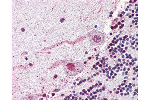 NEK7 antibody  (N-Term)