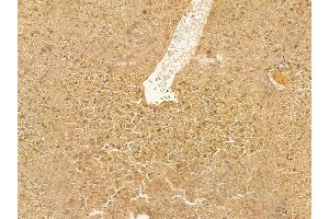 ALS2 Mouse Monoclonal Antibody at 1/100 staining mouse liver tissue by IHC-P.