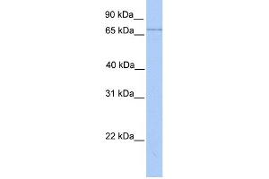 WB Suggested Anti-LMF2 Antibody Titration:  0. (LMF2 antibody  (Middle Region))