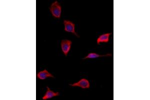 ABIN6265218 and ABIN6277933 staining HepG2 by IF/ICC. (SOD3 antibody  (Internal Region))