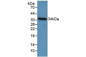 Western blot analysis of recombinant Chicken CCND1. (Cyclin D1 antibody  (AA 1-292))