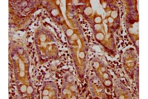 IHC image of ABIN7153110 diluted at 1:300 and staining in paraffin-embedded human small intestine tissue performed on a Leica BondTM system. (FMN1 antibody  (AA 354-487))