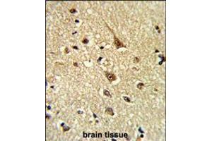 Formalin-fixed and paraffin-embedded human brain tissue reacted with GLO1 Antibody (N-term), which was peroxidase-conjugated to the secondary antibody, followed by DAB staining.