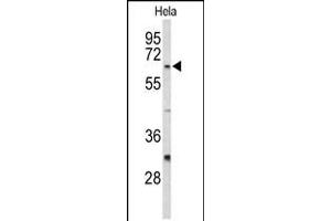 Western blot analysis of CDC20 Antibody in Hela cell line lysates (35ug/lane)