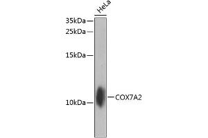 Western blot analysis of extracts of HeLa cells, using COX7 antibody (ABIN6129000, ABIN6138922, ABIN6138923 and ABIN6224457) at 1:1000 dilution. (COX7A2 antibody  (AA 33-115))
