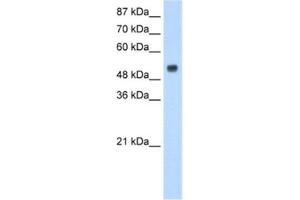 Western Blotting (WB) image for anti-Dopamine Receptor Binding 1 (DRB1) antibody (ABIN2462346) (DRB1 antibody)
