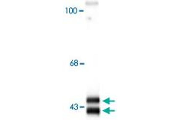Mitogen-Activated Protein Kinase (MAPK) (C-Term) Antikörper