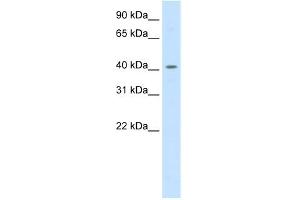 WB Suggested Anti-PPARD Antibody Titration:  0. (PPARD antibody  (C-Term))