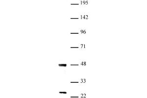 UTF1 antibody (pAb) tested by Western blot Nuclear extract of mouse ES cells (20 µg) probed with UTF1 antibody (1:1,000). (UTF1 antibody  (N-Term))