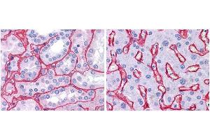 Immunohistochemistry of Rabbit Anti-Collagen IV Biotin Conjugated Antibody. (Collagen IV antibody  (HRP))
