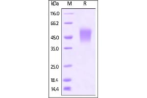 Mouse B7-1, His Tag on SDS-PAGE under reducing (R) condition.